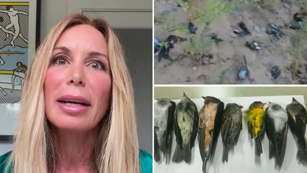 Cientos de miles de 
<a href="https://www.univision.com/shows/despierta-america/miles-de-pajaros-estan-muriendo-en-pleno-vuelo-que-causa-esto-que-expertos-califican-como-una-tragedia-nacional-video">pájaros están muriendo</a>, y una experta nos explicó las razones.