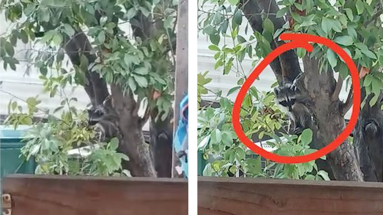 Vecina de Oak Cliff graba a mapache que merodeaba por el barrio; experto explica por qué este raro este hecho