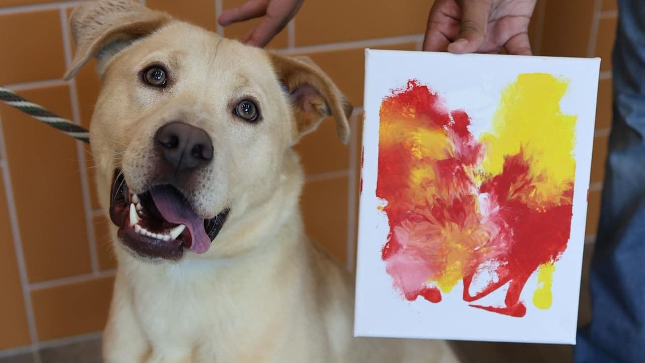 Y el resultado es muy tierno. Este cuadro en colores rojos y amarillos y su creadora Sima posa feliz. Puedes visitar el 
<b>Refugio de Animales de Garland, que se ubica en el número 1902 de la autopista TX-66 y está abierto de 11:00am a 6:00 pm.</b>