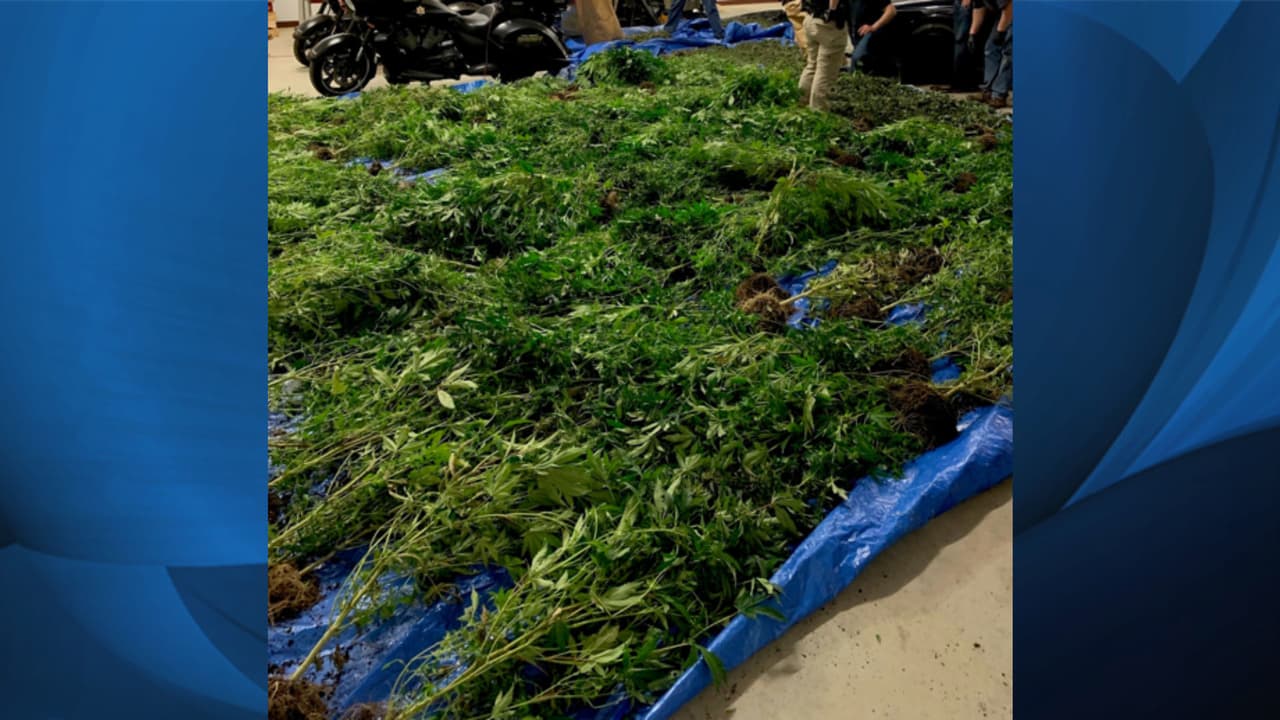 Además se encontraron 100 libras de marihuana procesada, cerca de 120 libras de subproductos elaborados a partir de la droga, unas 159 raíces de plantas del cultivos y más de mil dólares en efectivo.