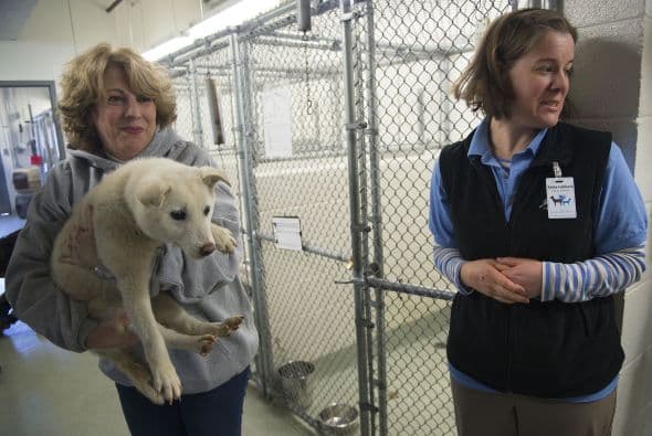 Los detalles que brindó HSI en su página de Internet detallan que lograron convencer al dueño de la granja Moon Suk Jung.