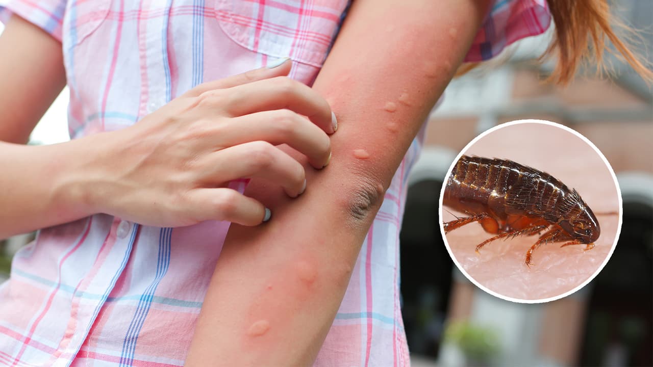 Detectan caso de peste en residente de South Lake Tahoe: lo que se sabe