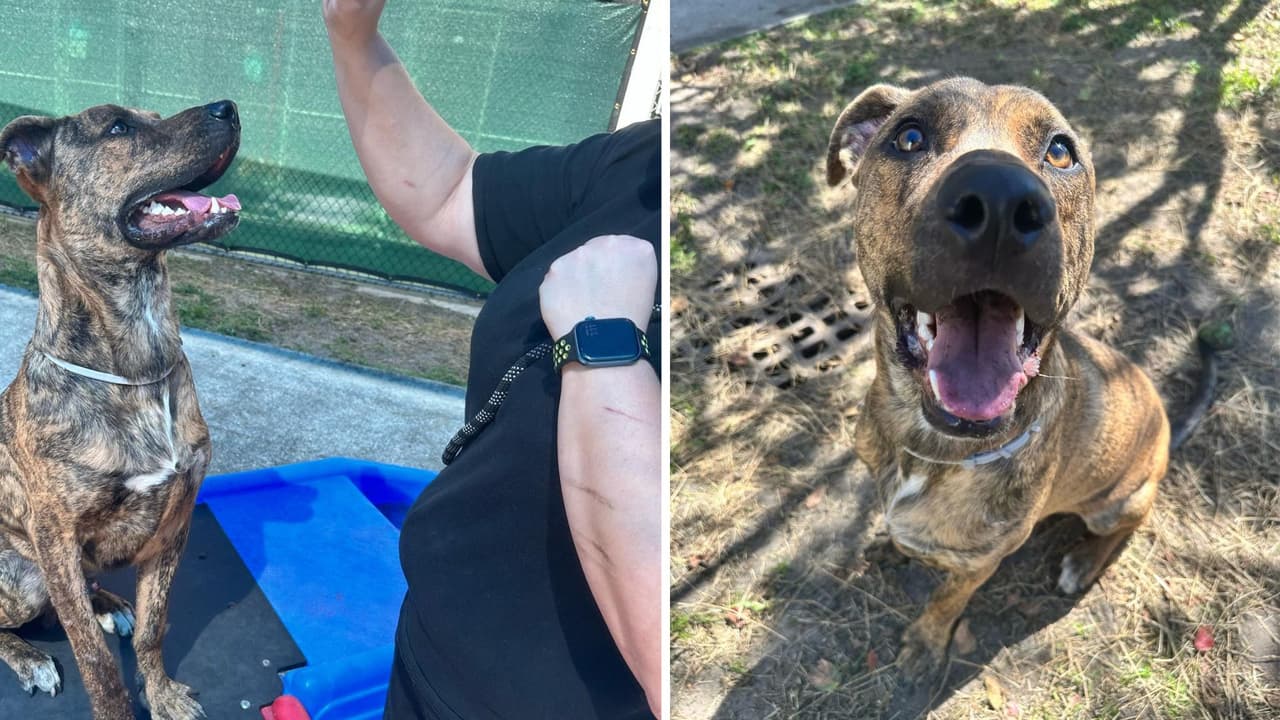 Chance pesa 81 libras, es uno de los perros más grandes y necesita a alguien que no se deje intimidar por su talla. Sabe sentarse, jugar con la pelota y aceptar premios. Busca un patio para correr y sacar toda la energía que lleva dentro.