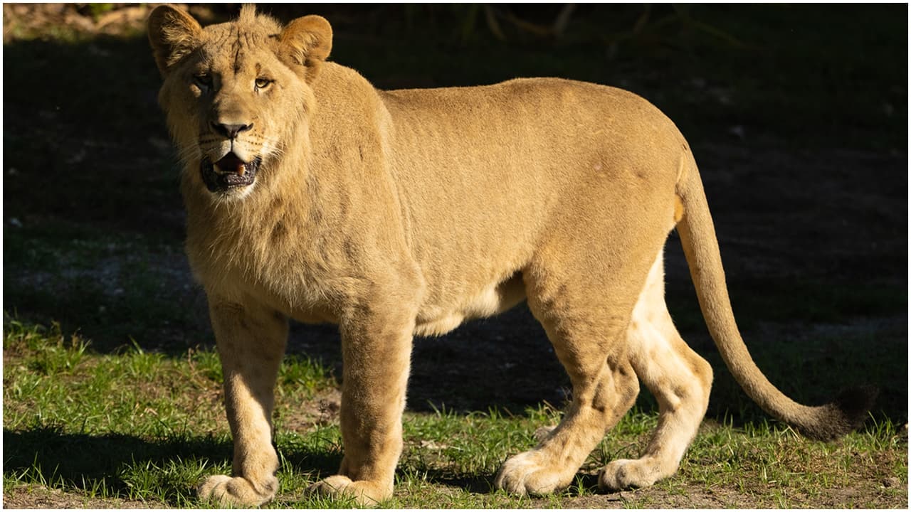 Los ejemplares fueron traídos desde el Zoológico de Phoenix.