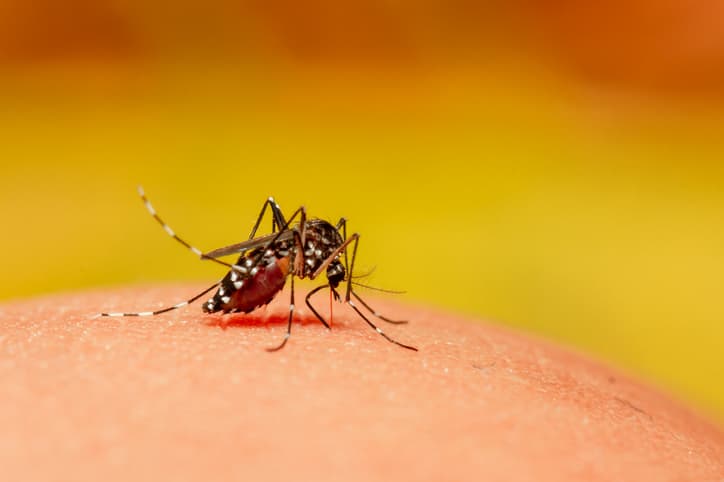 <b><i>Aedes aegypti</i></b>
<br>También conocido como: mosquito de la fiebre amarilla.
<br>Las larvas se encuentran en objetos que contienen agua que se encuentran alrededor de la casa y el patio, como floreros, llantas, juguetes, botellas, caracolas, conchas, latas, bandejas de drenaje del refrigerador, barriles, plantas de bromelias y otros recipientes.
<br>Presente en: todo el estado de Florida excepto condados del Panhandle.
<br>Vector de: dengue, chikungunya y Zika.
<br>