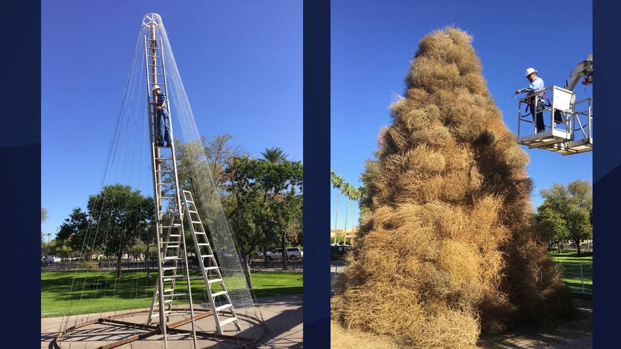 El árbol mide 35 pies de alto y 20 pies de ancho, según la ciudad de Chandler. 
<br>