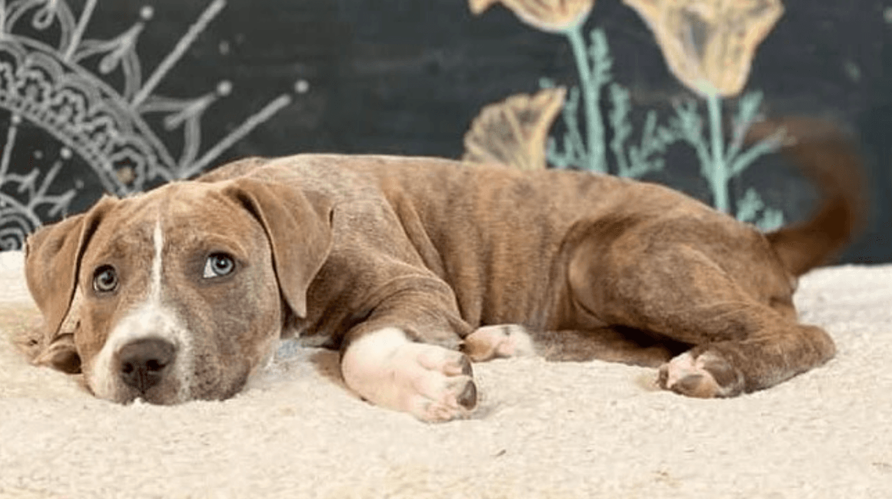 Refugio ofrece adopción gratuita de animales para aliviar saturación