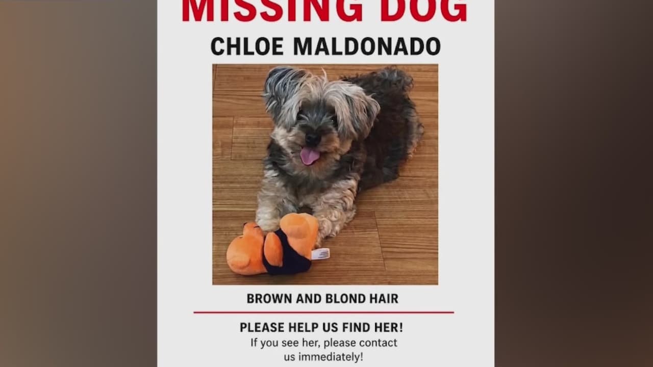 Familia denuncia que una mujer encontró a su perrita perdida en Manhattan y no la quiere devolver