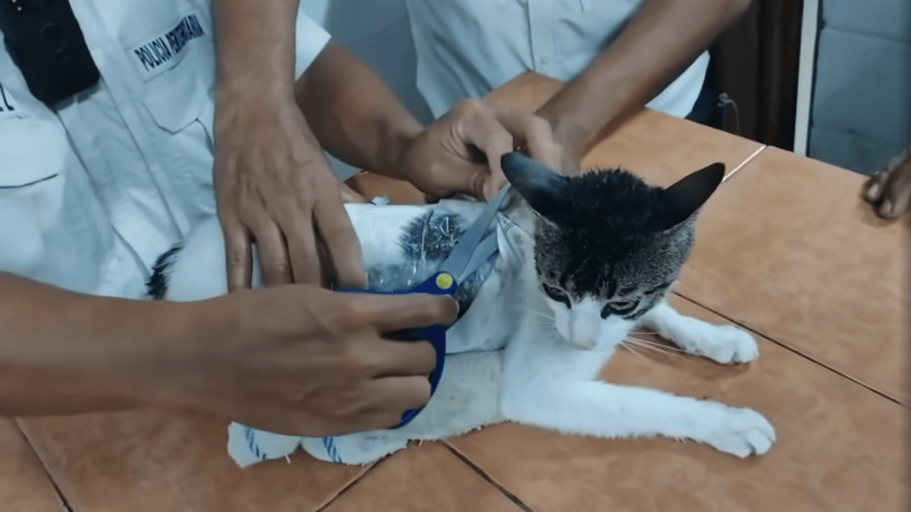 Fallo sobre marihuana en México podría afectar a AZ, afirmó Arpaio