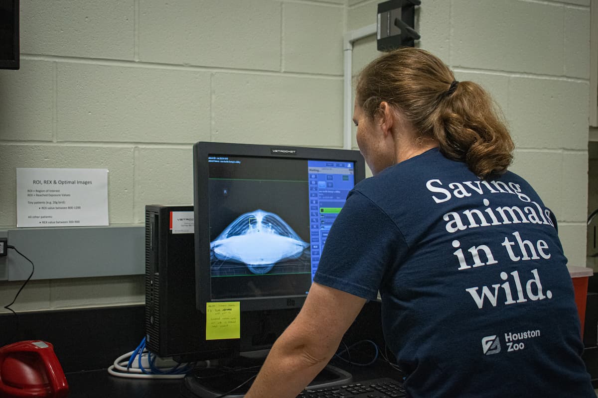 La tortuga quedó atrapada en una corriente y se alejó de su cálido hábitat nativo hasta las peligrosamente frías aguas del Mar del Norte. 
<br>
