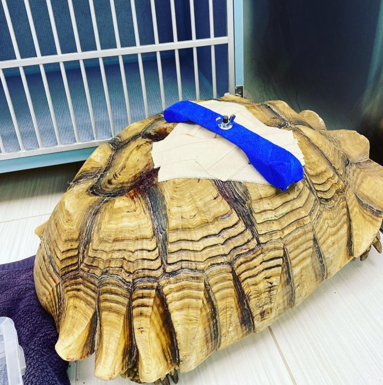 Los especialistas del hospital para animales Arch Vet fueron los encargados de atender a Michelangelo. El doctor Tal Salomon lo sometió a una cirugía de tres horas la noche del sábado y señaló que el pedazo de manera que le enterraron afortunadamente no llegó a sus pulmones.