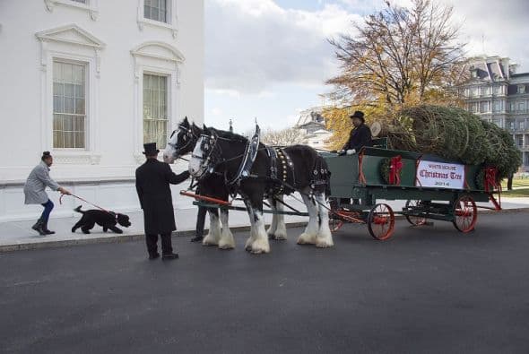 El abeto de Colorado de seis metros de altura proviene de Pennsylvania y fue recibido por las hijas de Obama.