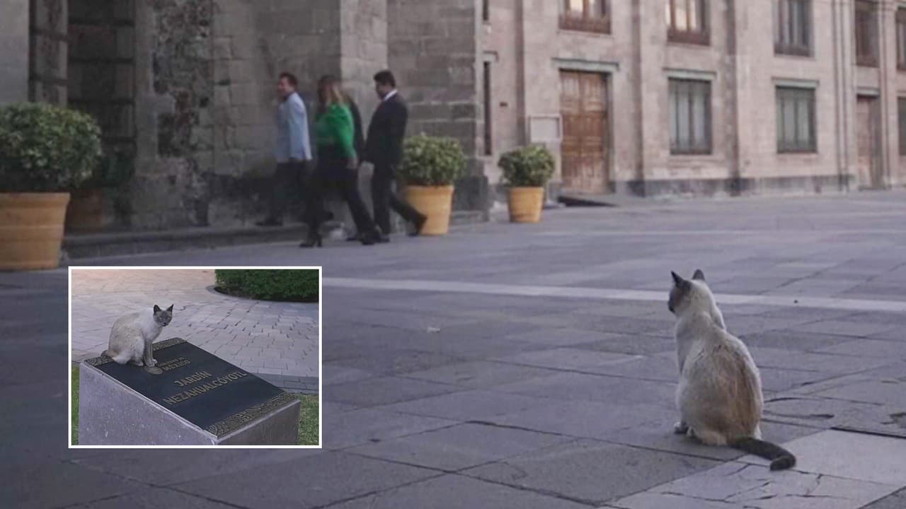 De esto se trata la nueva norma del cuidado y atención a los gatos del Palacio Nacional de México