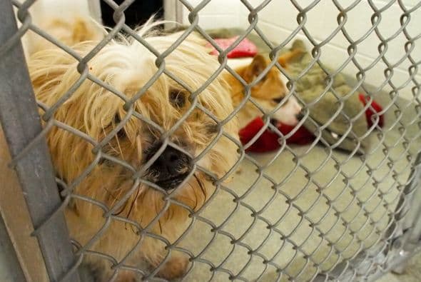 Son perros que la mayor parte de su vida se la pasaban en jaulas, pero su vida ha cambiado radicalmente ahora que fueron rescatados.