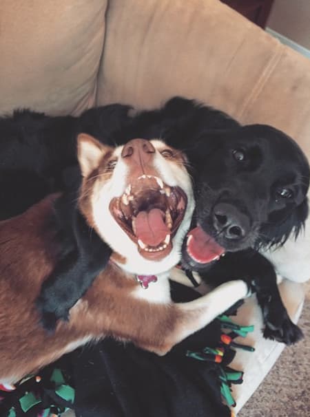 ¿Qué estarán planeando este par de traviesos? ¡La sonrisa los delata!