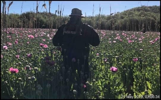 Plantío de amapola que fue descubierto en Sonora tras operativo de las autoridades de México y EEUU en mayo de 2019.