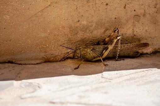 A continuación, le presentamos una lista sobre lo que debe hacer si en su hogar o zonas aledañas hay una plaga de grillos.
