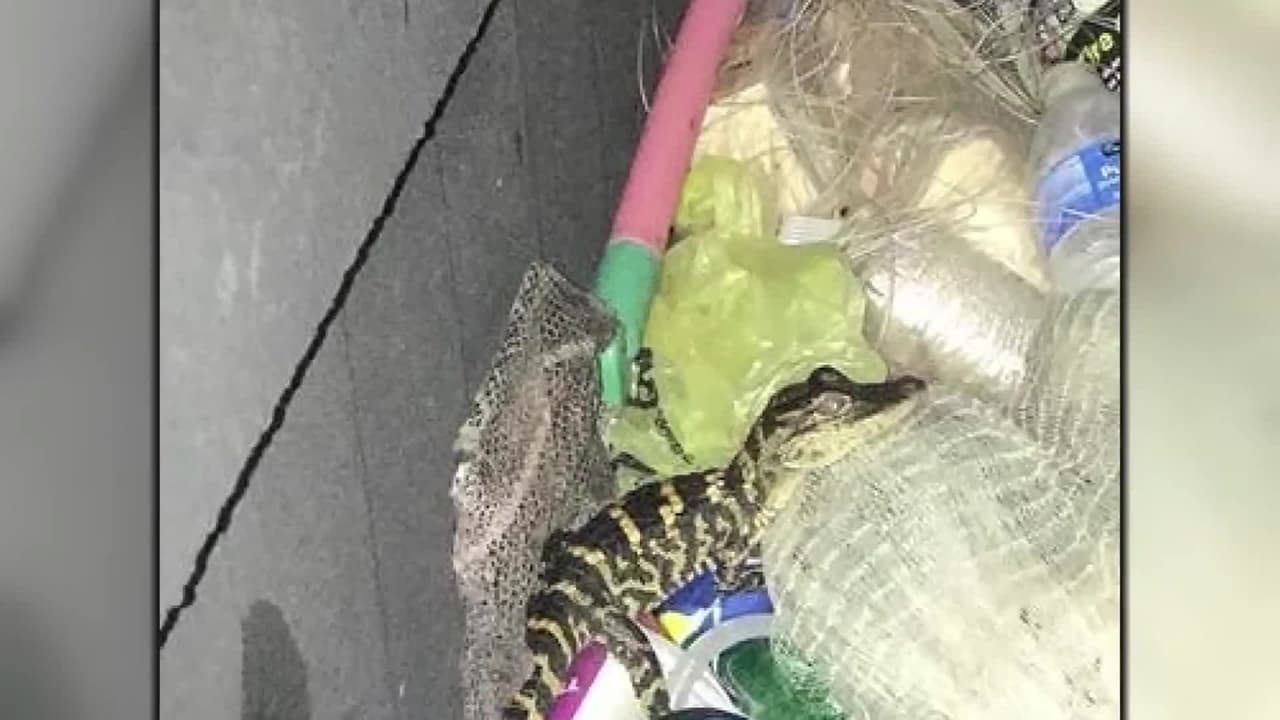 La detienen por cometer una infracción de tránsito y tenía un caimán debajo de sus pantalones