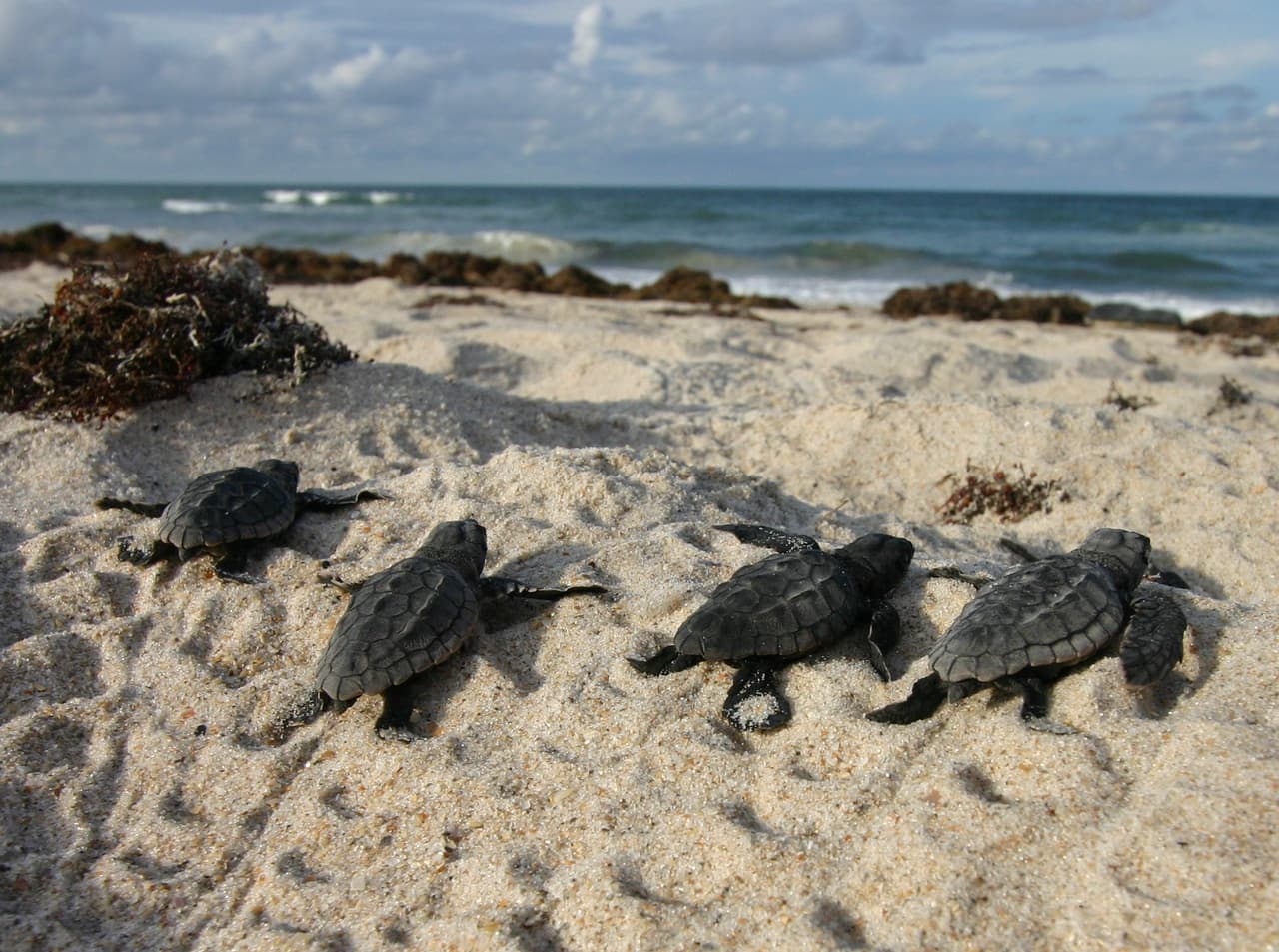 Así puedes ayudar a las crías de tortugas atrapadas en el sargazo de las playas de Florida