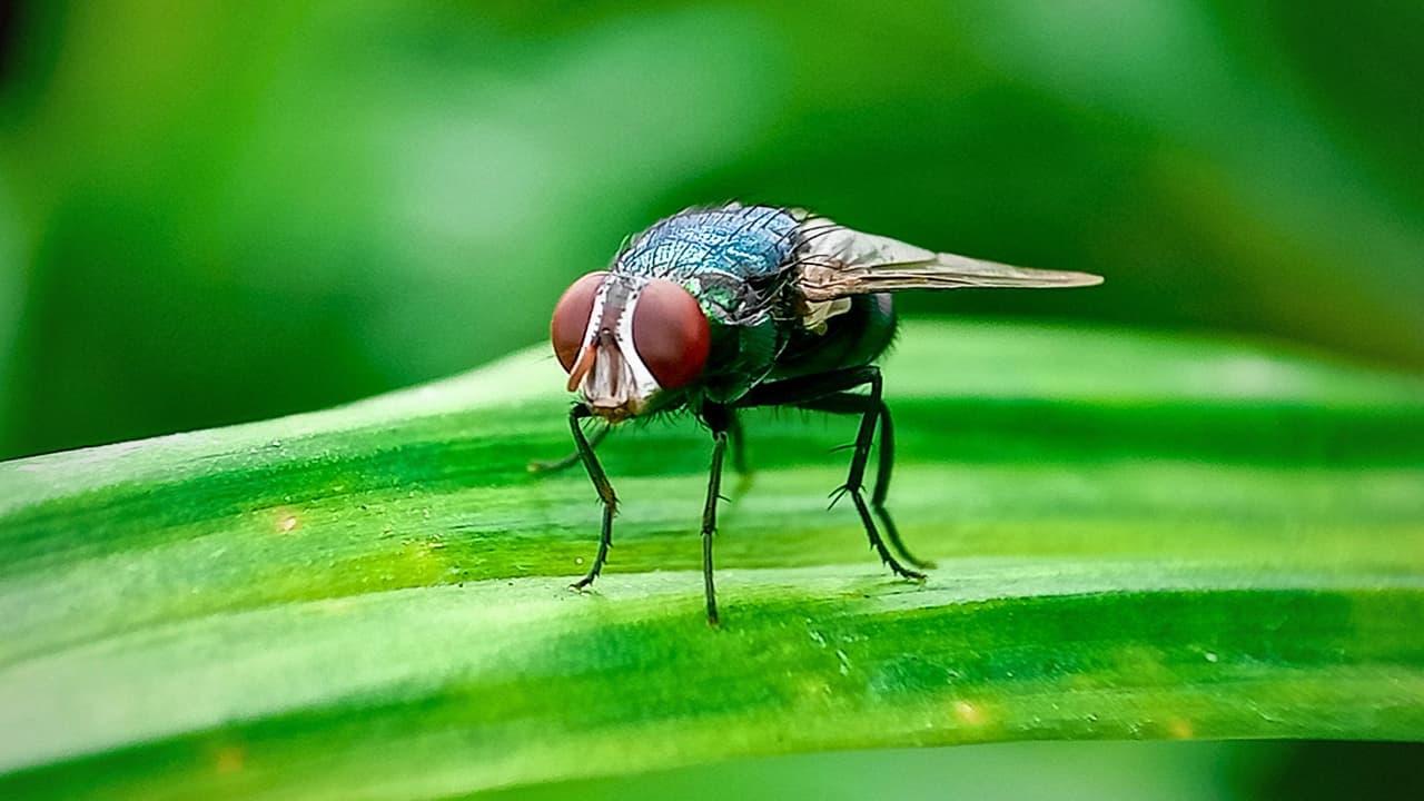 <h3 class="cms-H3-H3">Por qué esto importa en Texas</h3> Texas es uno de los estados 
<b>con mayor producción ganadera del país.</b> 
<br>Una infestación tendría impacto 
<b>en animales, productores y cadenas de suministro.</b> 
<br>Por eso, las autoridades insisten en 
<b>actuar antes de que el problema llegue.</b> 
<br>La declaración de desastre 
<b>no responde a un brote local, sino a una estrategia preventiva. </b>