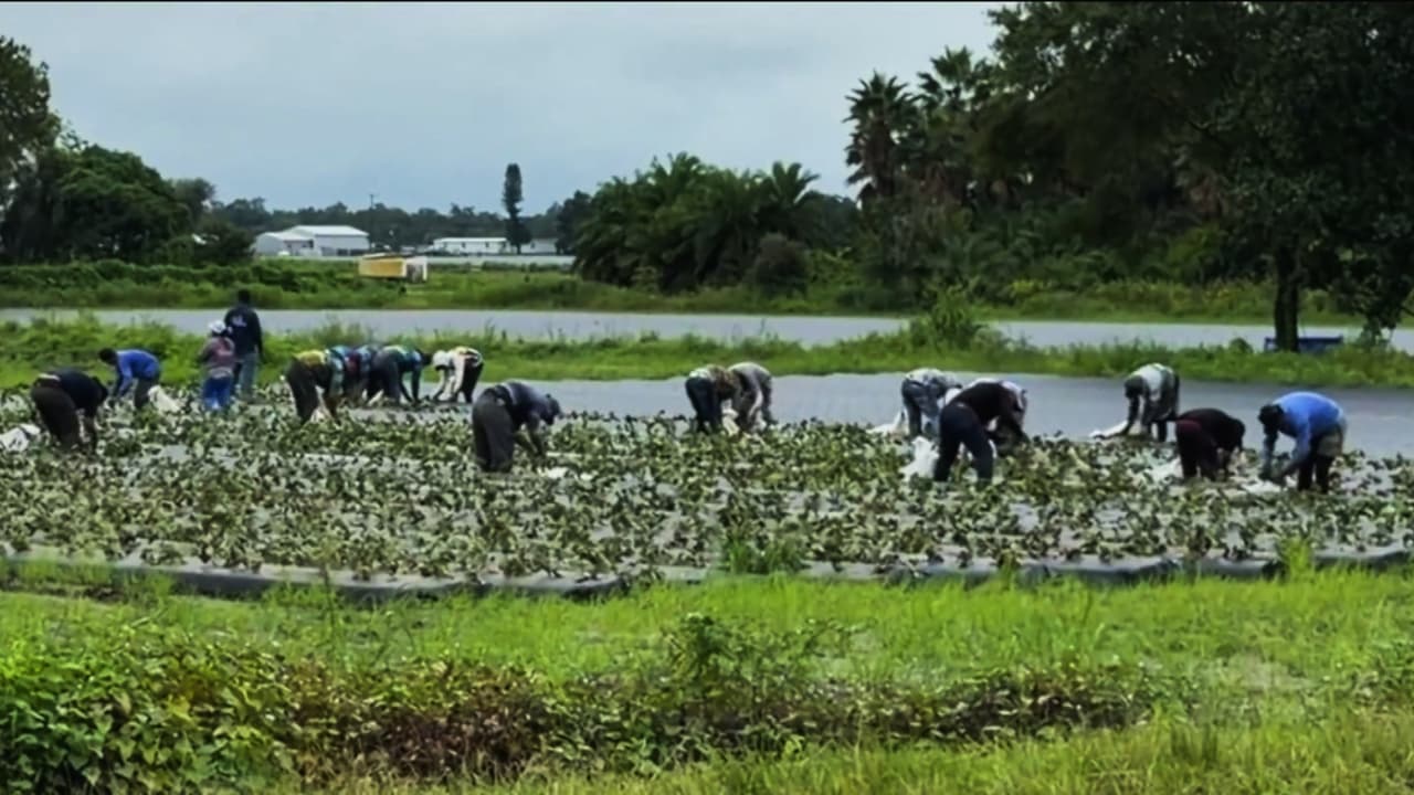 Corren riesgo los cultivos de fresas en Plant City por fuertes lluvias en plena temporada de siembra