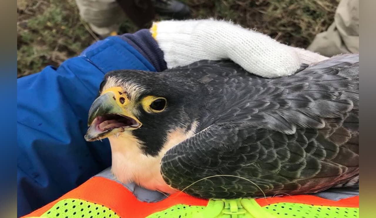 Oficiales del departamento de Parques y Vida Silvestre rescataron a este halcón peregrino, una especie amenazada en el estado, de la autopista 48 cerca de Brownsville. "Para los pájaros puede ser difícil navegar los fuertes vientos a lo largo de este sector de la autopista", explicó la agencia.