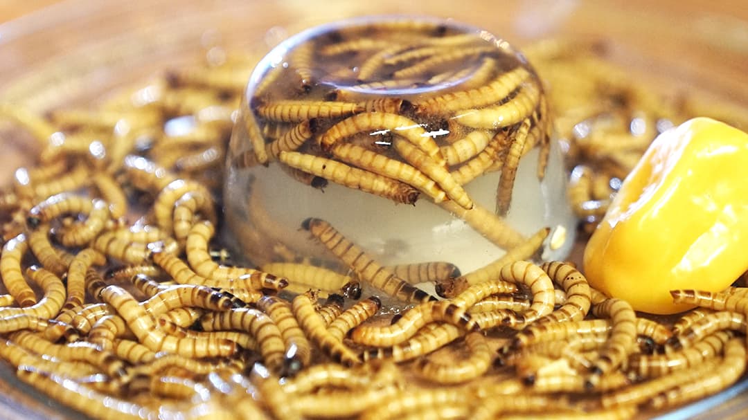 Como este budín de gusanos, alto en proteína, aunque poco apetitoso.