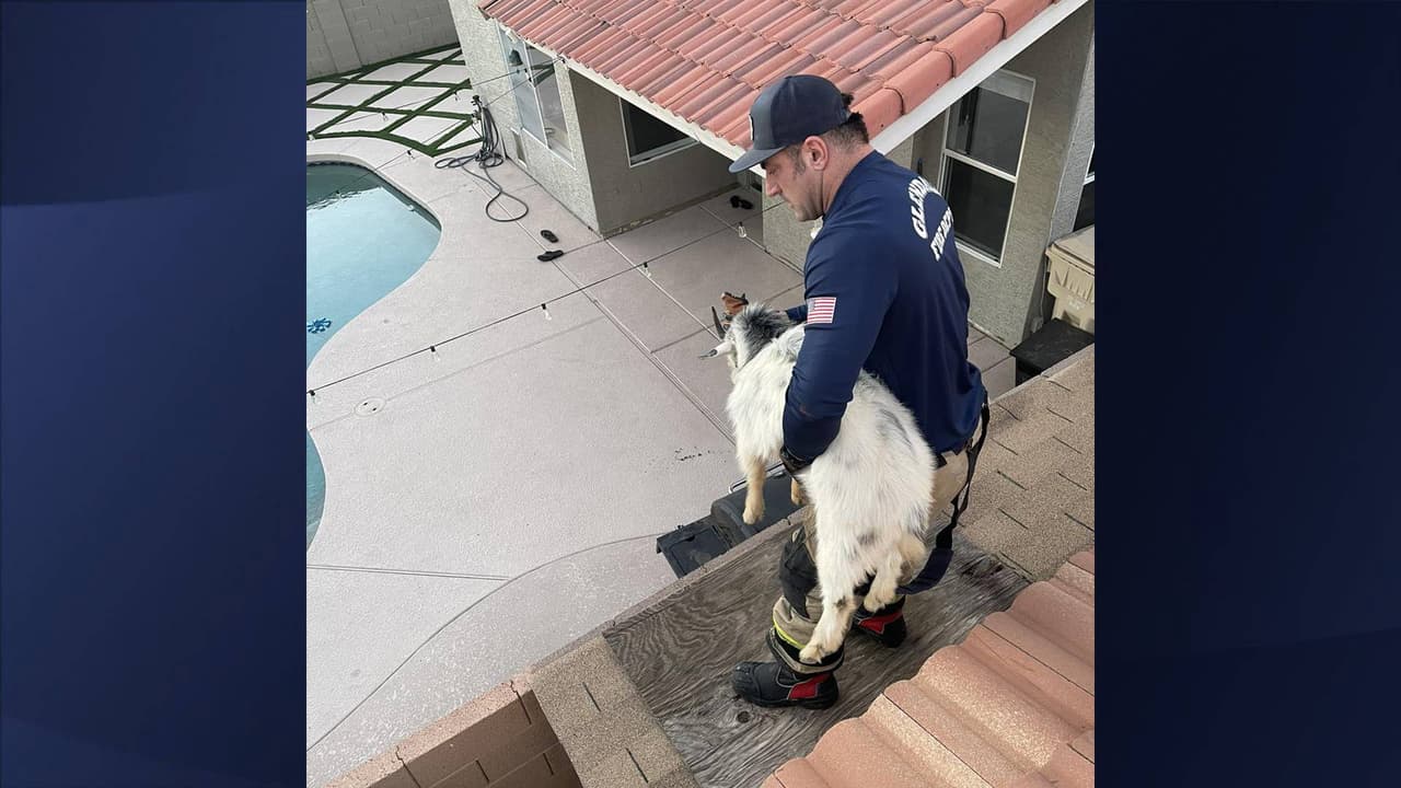La cabra pudo ser rescatada de manera segura y reunida con su dueño: “El Departamento de Bomberos de Glendale siempre está listo para ayudar”, señalaron.