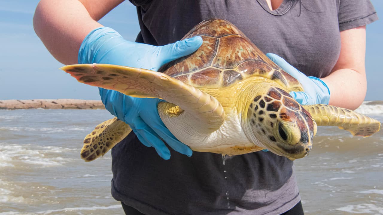Les hicieron exámenes físicos y les dieron antibióticos antes de pasar un tiempo recuperándose en Galveston y ahora están sanas y libres otra vez.