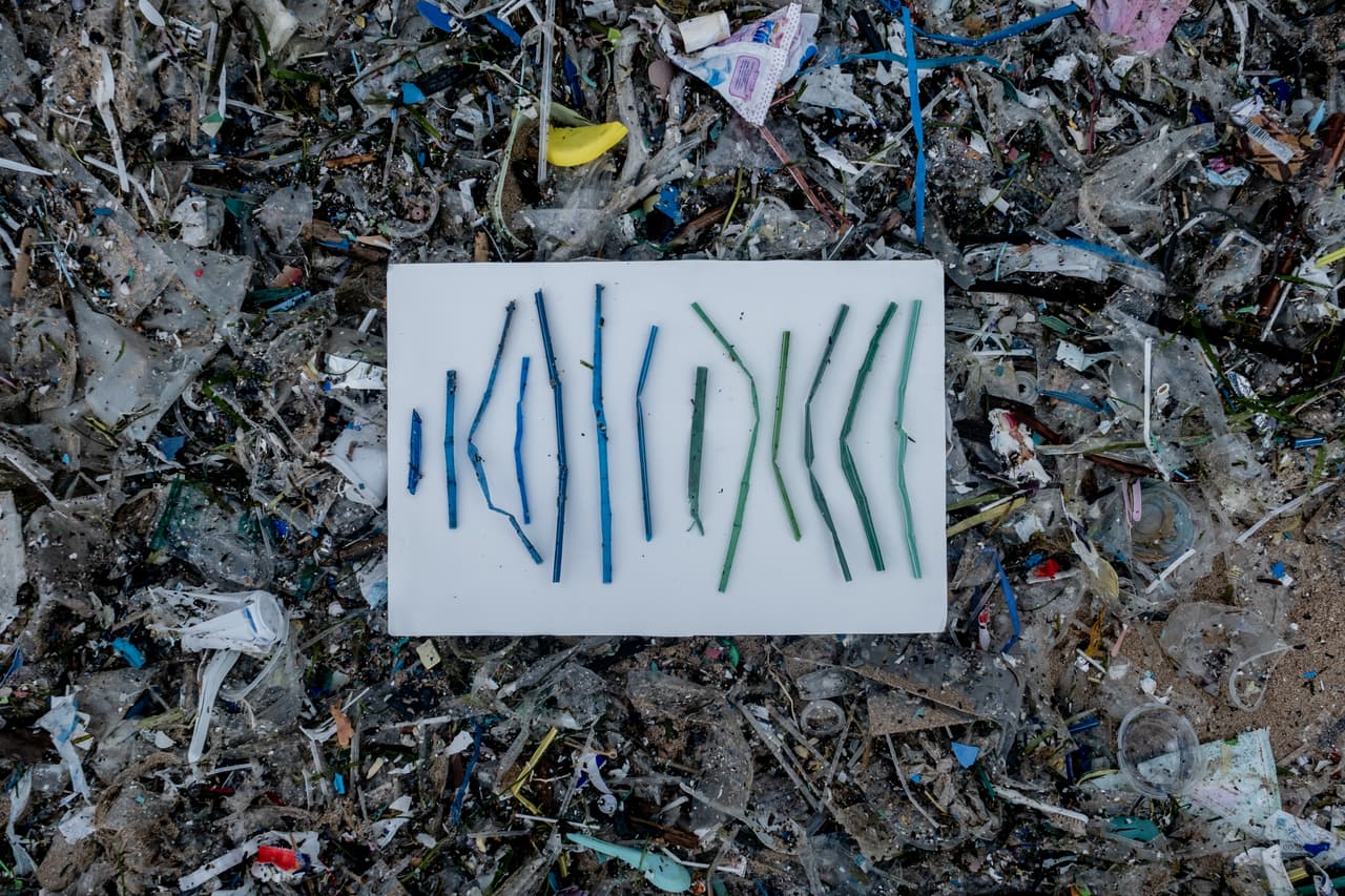 Científicos descubren que animales marinos establecieron un hábitat en un islote de basura que flota en el Pacífico
