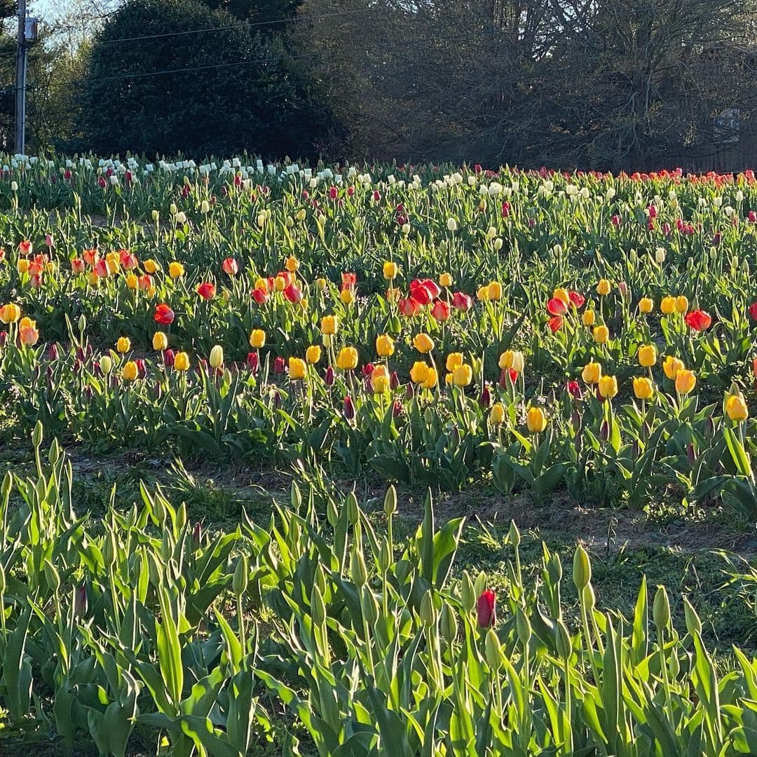 Debido a las temperaturas que poco a poco siguen en ascenso, las personas deben colocar un poco de agua mientras recorren la granja para conservar las flores.