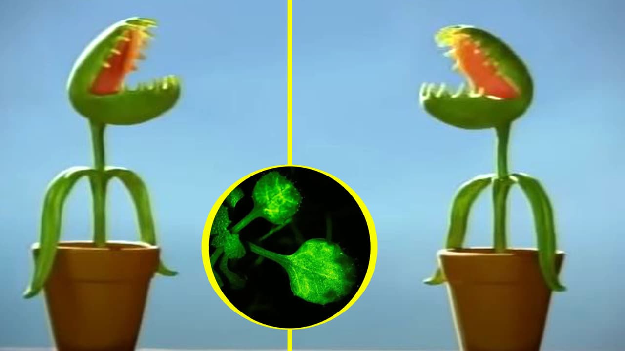 ¿Las plantas 'hablan' entre ellas? Científicos logran captar en video cómo se comunican