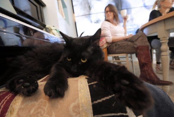 Su intención es enseñar y fomentar el respeto por los animales a través de este espacio, según el sitio italiano La Stampa.