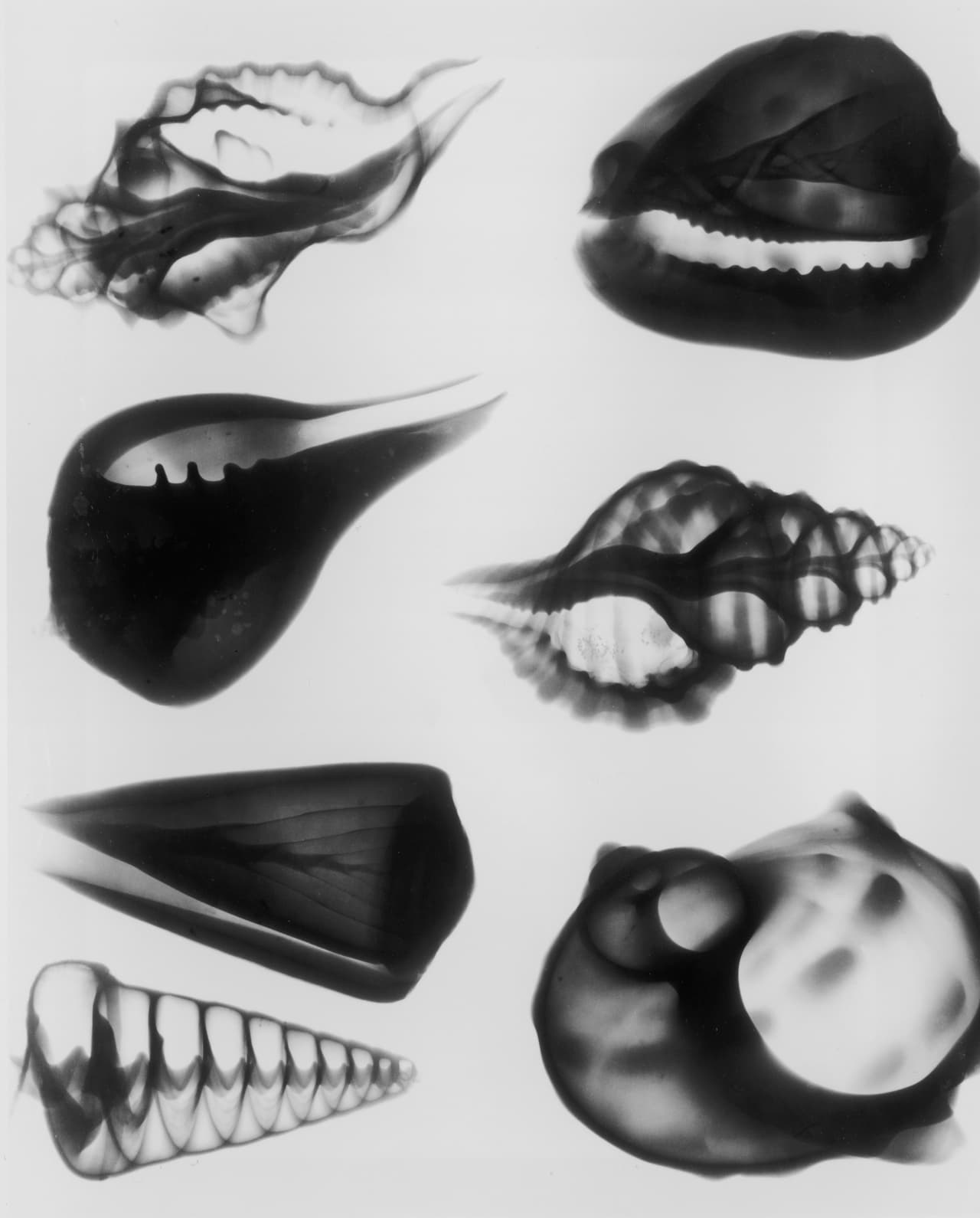 Una selección de siete caracoles bajo rayos X muestra las diferentes densidades y relieves de estos elementos naturales.