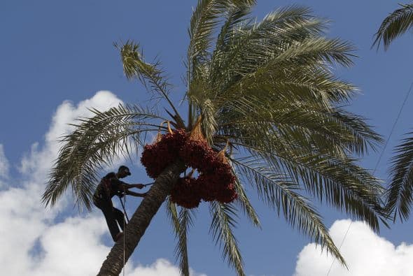 “Las hojas de la palmera pueden pesar entre 50 y 75 libras”: conoce los riesgos al podar una palmera
