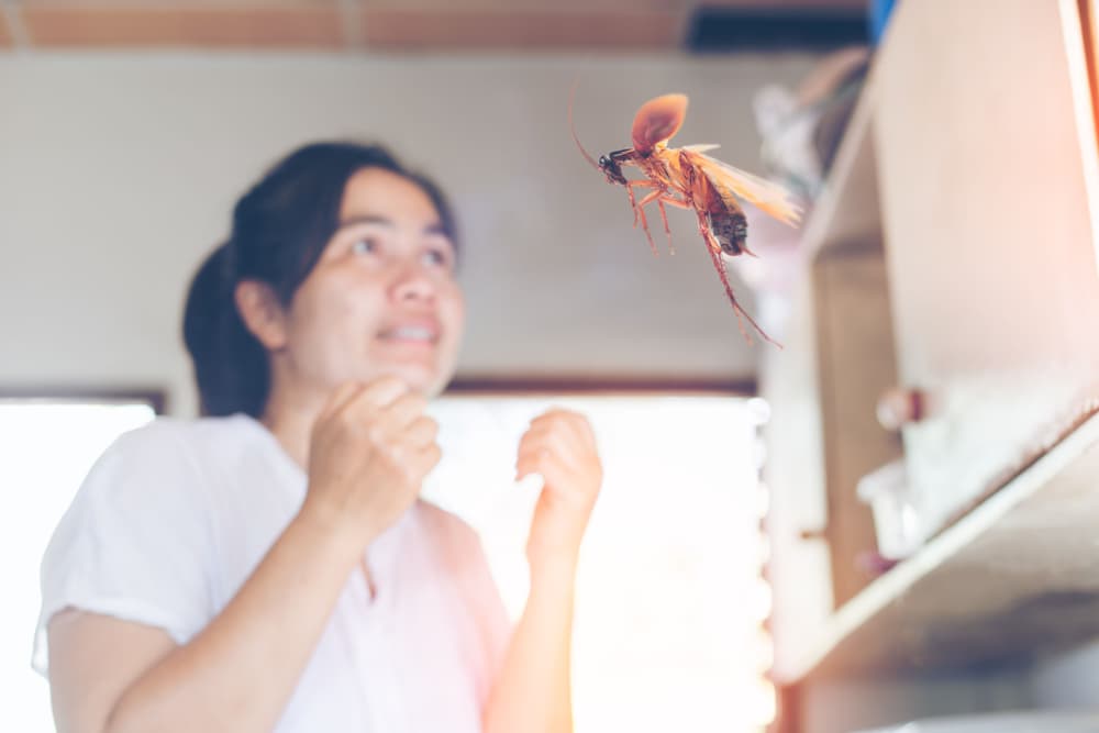 <h3 class="cms-H3-H3">Qué significa soñar que ves una cucaracha</h3>
<br>Los significados dependerán mucho de cómo interactúes con ellas en tus sueños. Por ejemplo, si solo las estás observando, puede interpretarse como que ha llegado el momento justo en el que detengas a reflexionar sobre tu vida y felicidad.
<br>