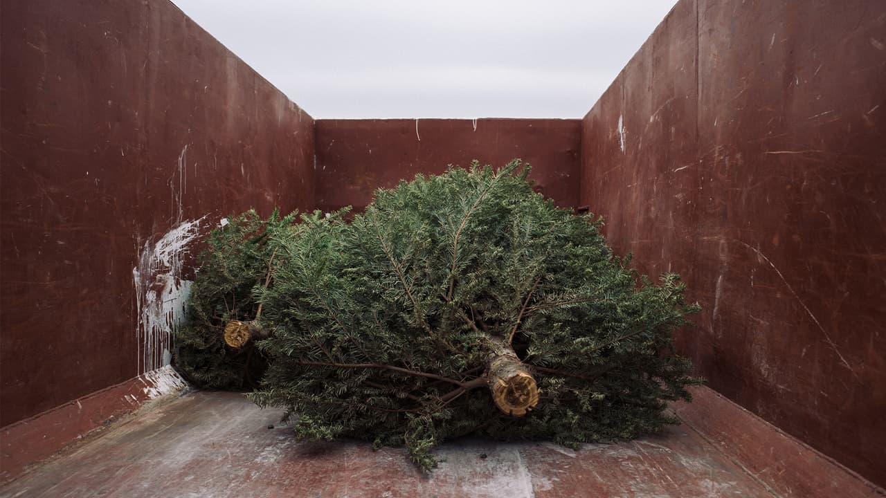 Recicla tu árbol de Navidad; así puedes hacerlo en Chicago y Aurora