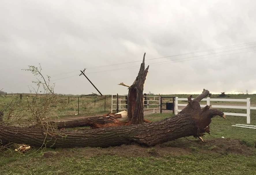 Un árbol derribado yace en el suelo después de un tornado que fuera reportado en el condado de Weld, en Wiggins, Colorado, el pasado fin de semana.