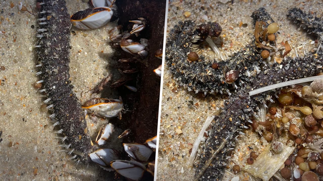 “Cosas extrañas encontradas en la playa”: parque pide ayuda al público para identificar a esta criatura marina