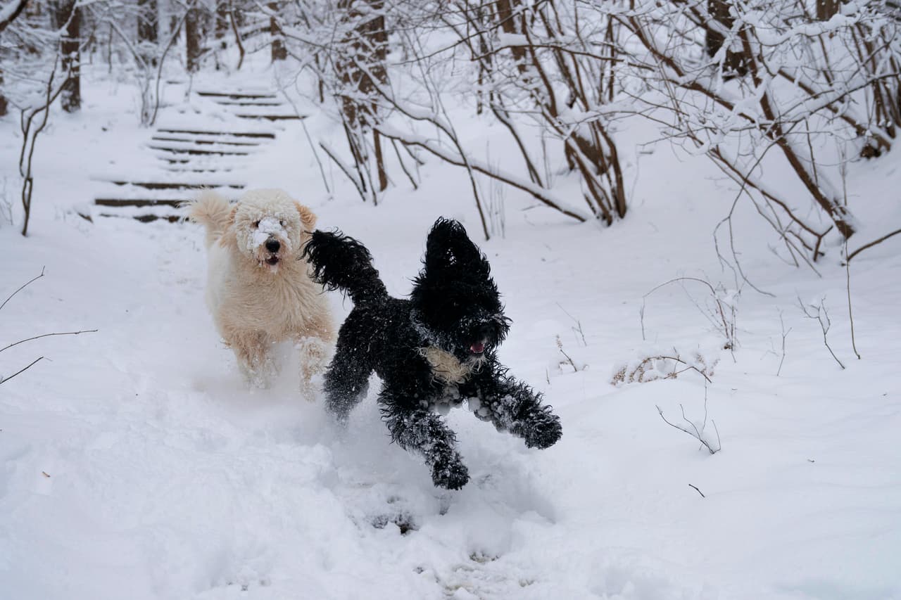 Algunas mascotas se incorporaron a los juegos en la nieve en Washington DC. Este lunes 14 de enero el tráfico aéreo en el Aeropuerto Nacional Ronald Reagan y el Aeropuerto Internacional de Dulles ha ido regresando a la normalidad.