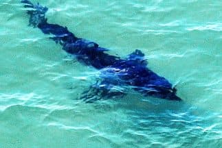 Desde 1837 hasta 2019, en Florida ha habido 852 ataques de tiburones.