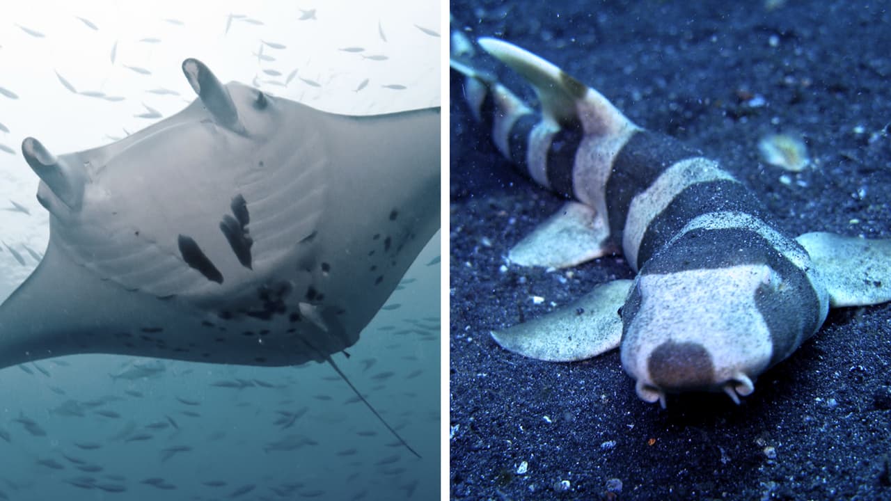 Mantarraya embarazada de tiburón preocupa a científicos por esta razón