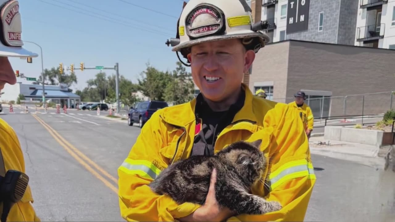 Gato sobrevive a devastador incendio en Midvale y se reencuentra con su dueño