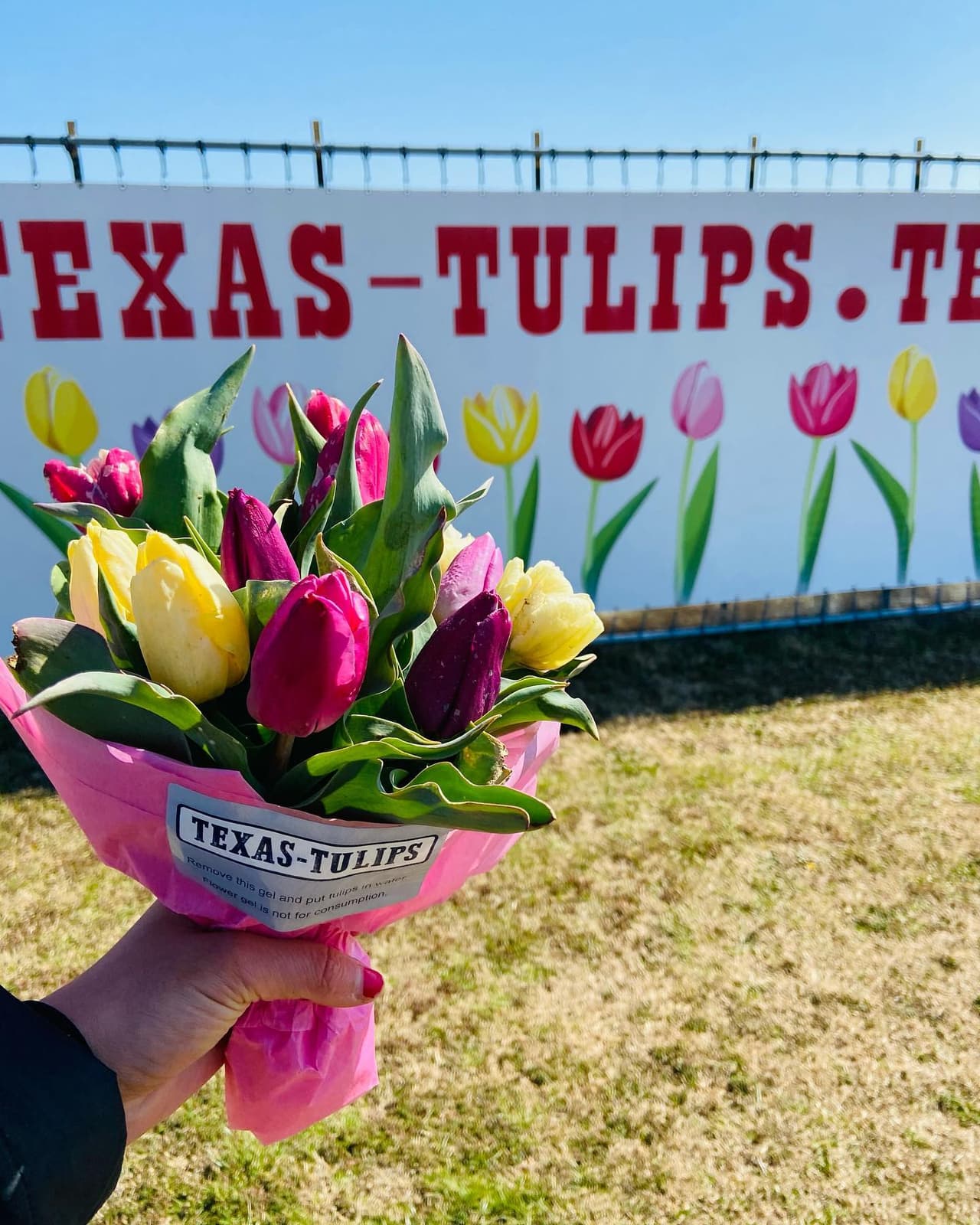 Puede obtener más información 
<a href="https://texas-tulips.com/" target="_blank">ingresando al sitio web de Texas Tulips</a>.