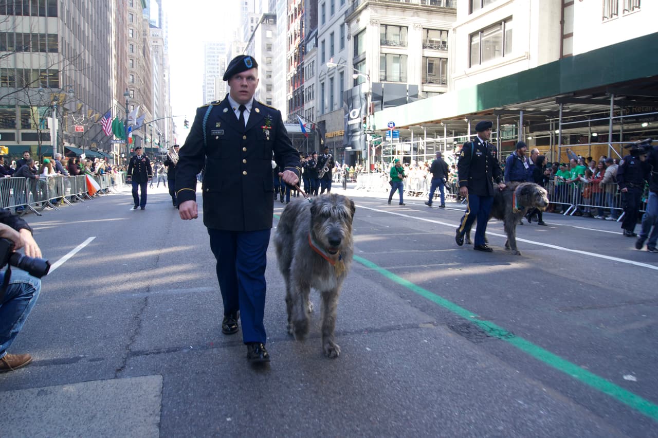 Los perros conocidos como 'lobero irlandes' también desfilaron.