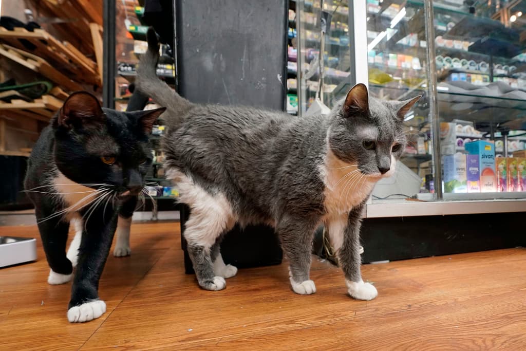 El impacto de estos felinos va más allá del control de roedores. Oreo, a la izquierda, y Leila recorren la tienda de tabaco Tobacco N Vape, en el barrio de Astoria, en el distrito de Queens, Nueva York.
