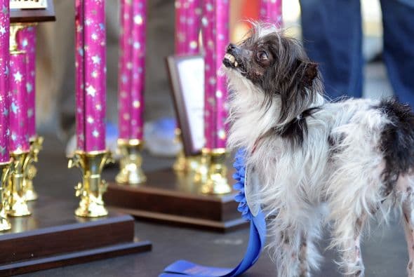 Ella planea usar el premio de 1,500 dólares para pagar las cuentas del veterinario de otros animales.