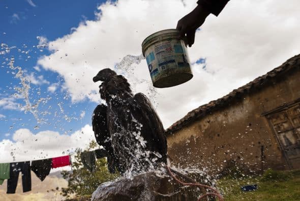 La captura del cóndor no resulta menos espectacular. En Cotabambas, se suele colocar los restos de una oveja muerta, y luego el grupo de comuneros encargados de esta misión se dispone, convenientemente escondidos, a una espera que puede durar varios días.