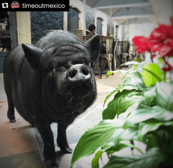 Y lo que menos le gusta es comer calabaza.