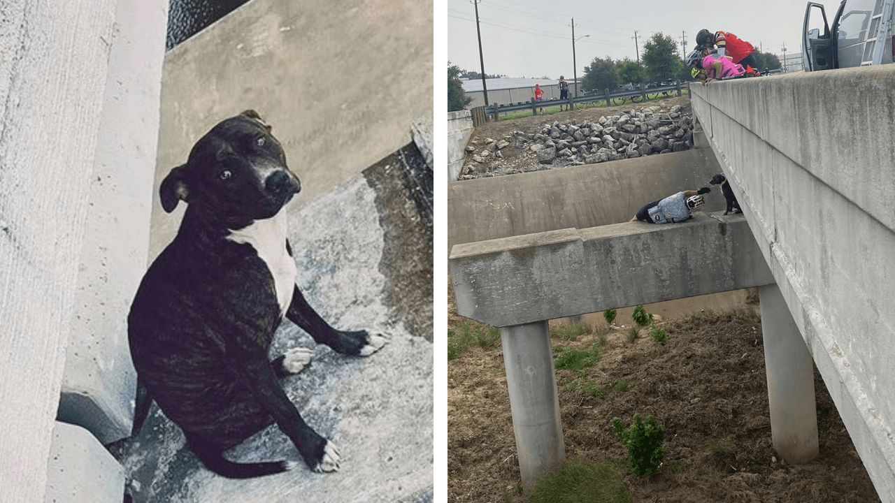 “No toma mucho tiempo de tu día detenerte y ayudar”: ciclistas rescatan a perrita atrapada en puente
